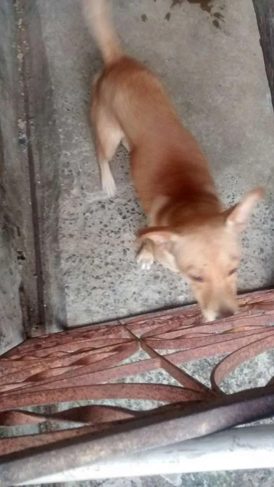 Cachorro ra a Vira lata / Rusk siberiano idade 1 ano nome Magrelinho, shennah,