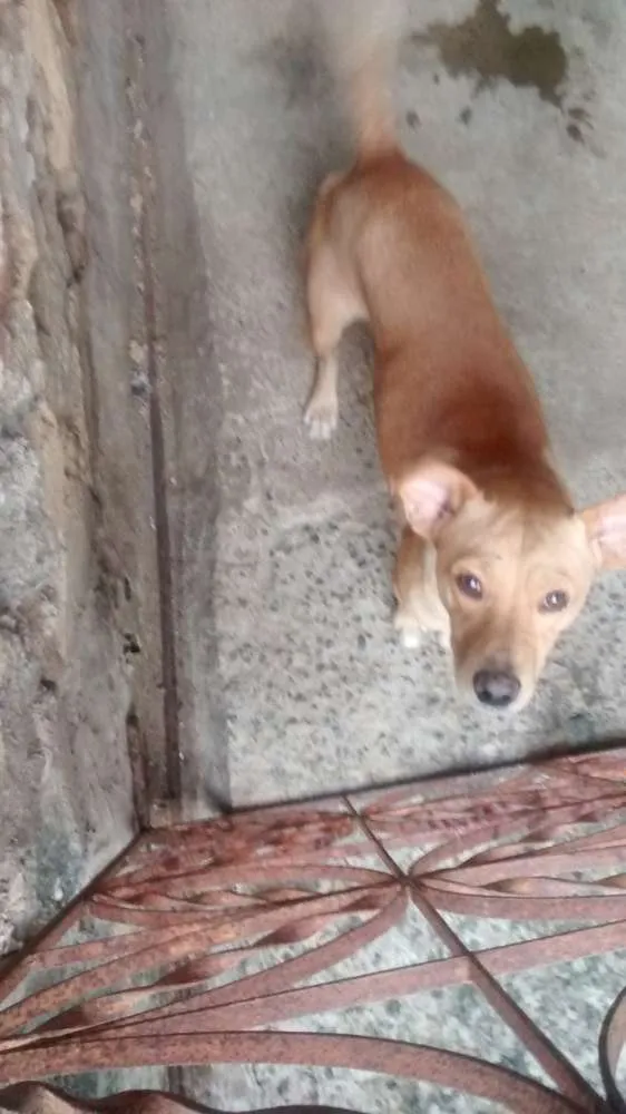 Cachorro ra a Vira lata / Rusk siberiano idade 1 ano nome Magrelinho, shennah,