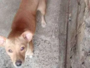 Cachorro raça Vira lata / Rusk siberiano idade 1 ano nome Magrelinho, shennah,