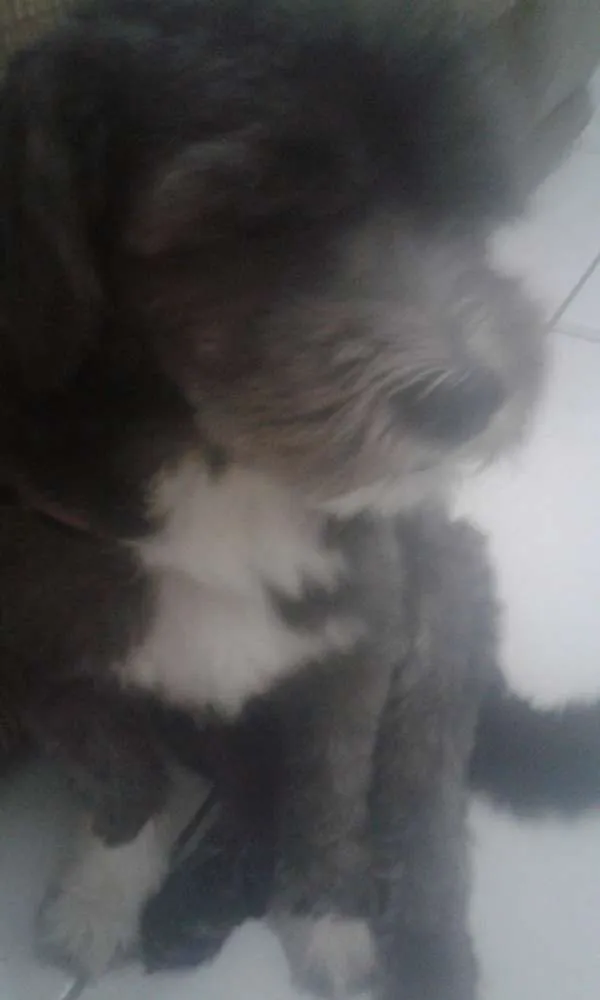 Cachorro ra a Sdr idade 3 anos nome Jimmy