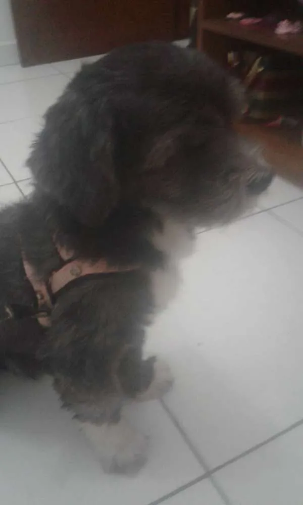 Cachorro ra a Sdr idade 3 anos nome Jimmy