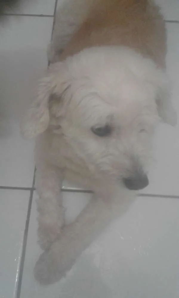 Cachorro ra a Poddle  idade 5 anos nome Violeta