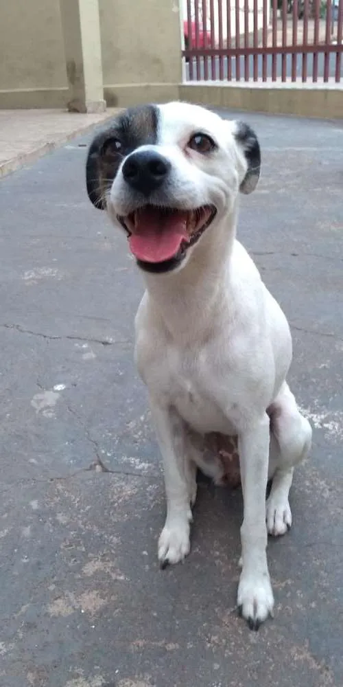 Cachorro ra a Vira lata idade 2 anos nome Milk