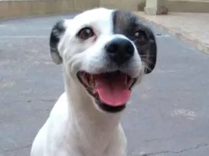 Cachorro raça Vira lata idade 2 anos nome Milk
