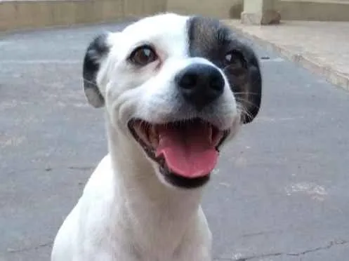 Cachorro ra a Vira lata idade 2 anos nome Milk