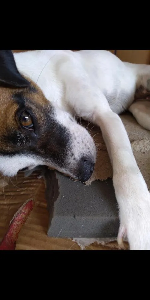 Cachorro ra a Vira lata idade 2 anos nome Milk