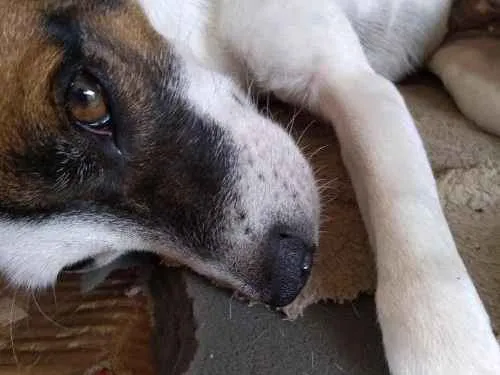 Cachorro ra a Vira lata idade 2 anos nome Milk