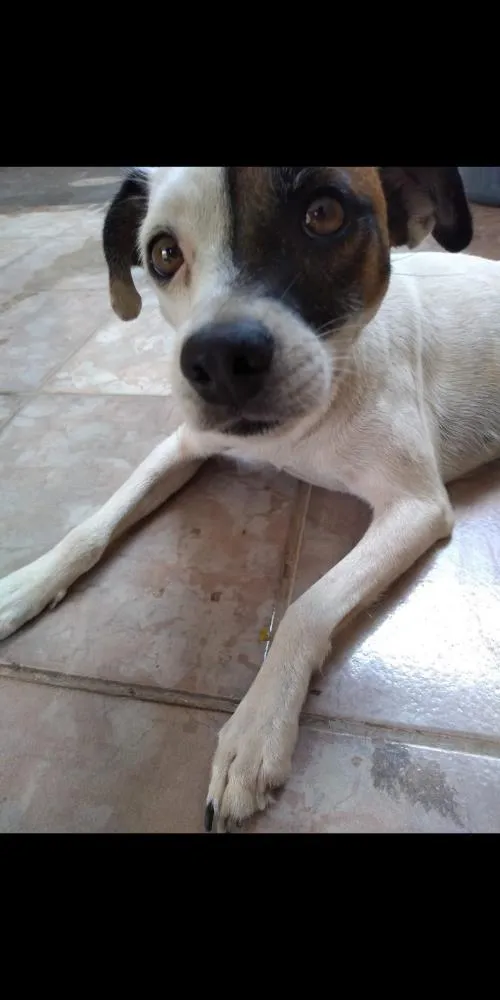Cachorro ra a Vira lata idade 2 anos nome Milk