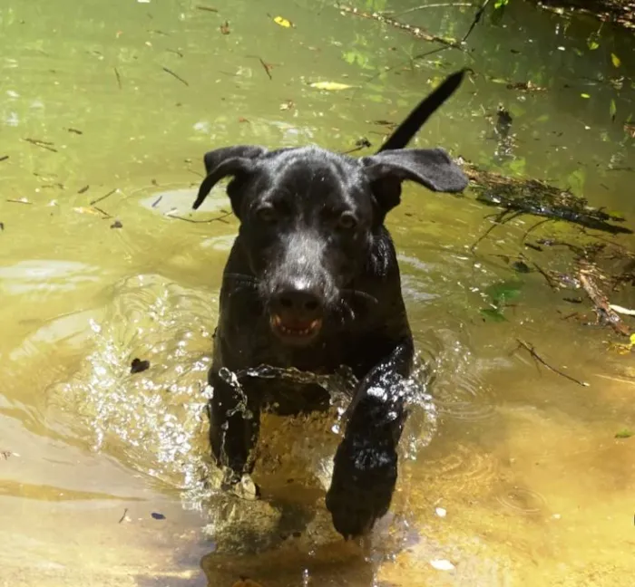 Cachorro ra a SRD idade 2 a 6 meses nome Lobo & Bolo