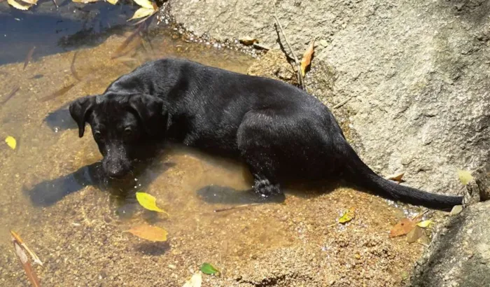 Cachorro ra a SRD idade 2 a 6 meses nome Lobo & Bolo