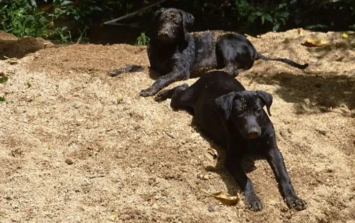 Cachorro ra a SRD idade 2 a 6 meses nome Lobo & Bolo