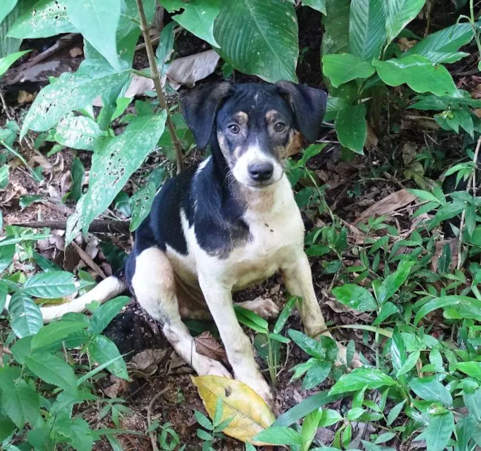 Cachorro ra a SRD idade  nome Zezinho