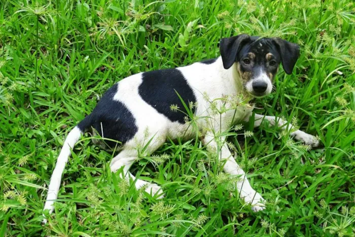 Cachorro ra a SRD idade  nome Zezinho