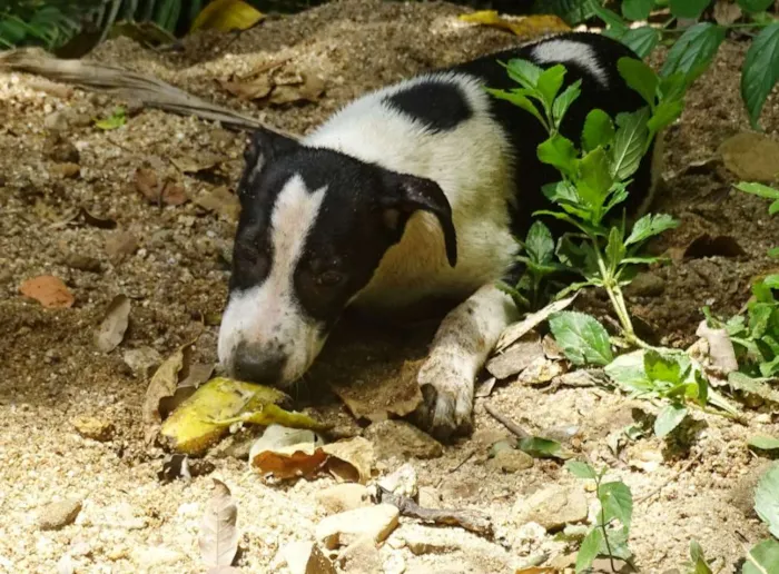 Cachorro ra a SRD idade 2 a 6 meses nome  Joca Pipoca