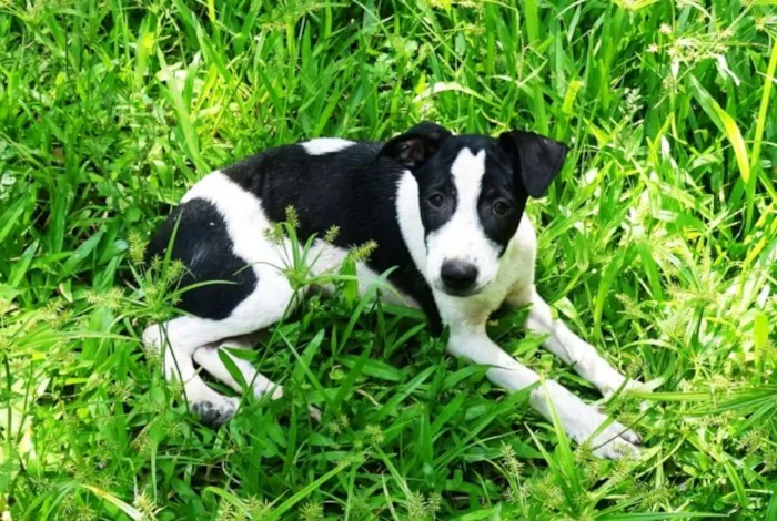 Cachorro ra a SRD idade 2 a 6 meses nome  Joca Pipoca