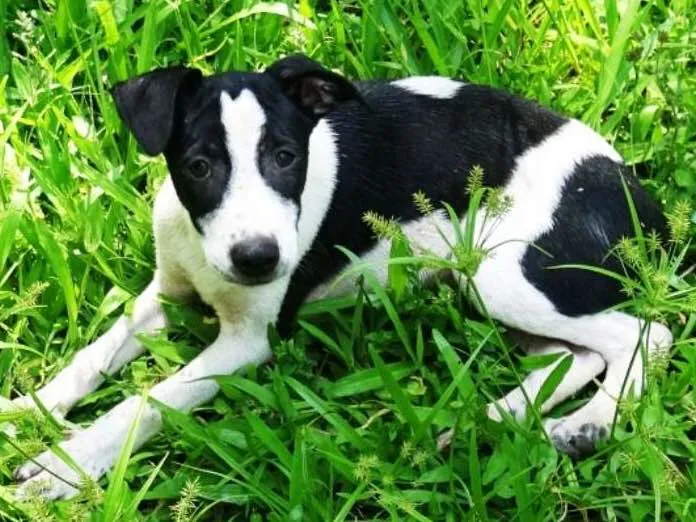 Cachorro ra a SRD idade 2 a 6 meses nome  Joca Pipoca
