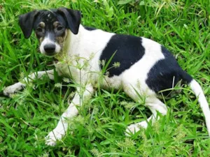 Cachorro raça SRD idade  nome Zezinho