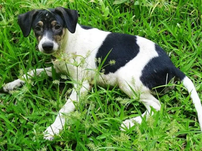 Cachorro ra a SRD idade  nome Zezinho