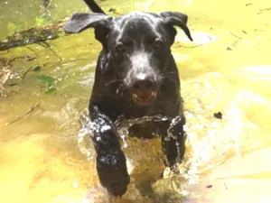 Cachorro raça SRD idade 2 a 6 meses nome Lobo & Bolo