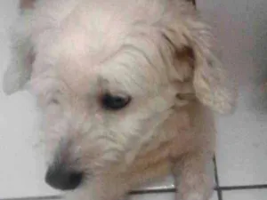 Cachorro raça Poddle  idade 5 anos nome Violeta