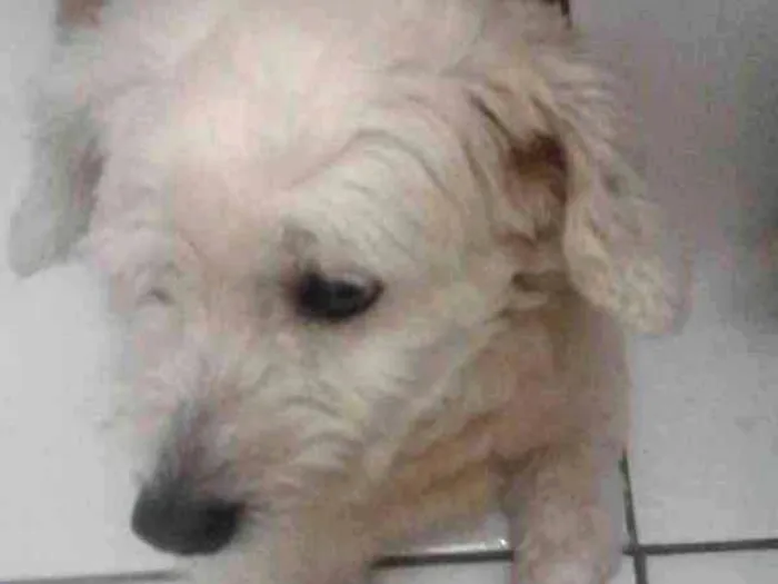 Cachorro ra a Poddle  idade 5 anos nome Violeta