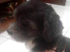 Cachorro raça Sdr idade 3 anos nome Jimmy