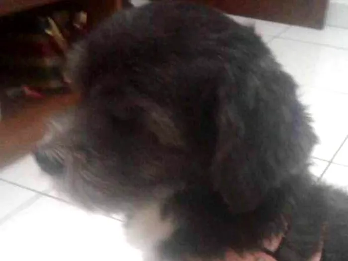 Cachorro ra a Sdr idade 3 anos nome Jimmy