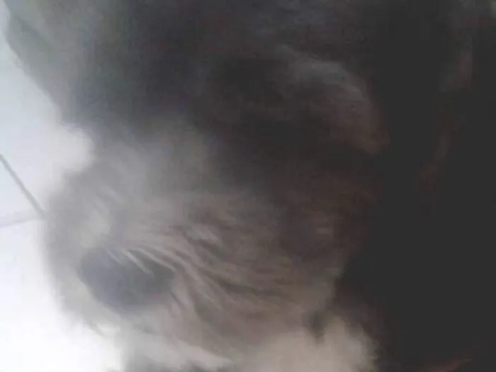Cachorro ra a Sdr idade 3 anos nome Jimmy