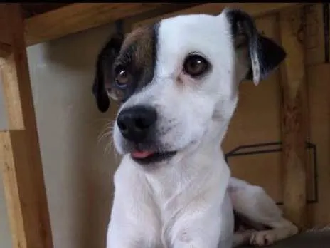 Cachorro ra a Vira lata idade 2 a 6 meses nome Milk