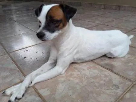 Cachorro ra a Vira lata idade 2 a 6 meses nome Milk