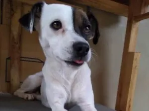 Cachorro raça Vira lata idade 2 a 6 meses nome Milk