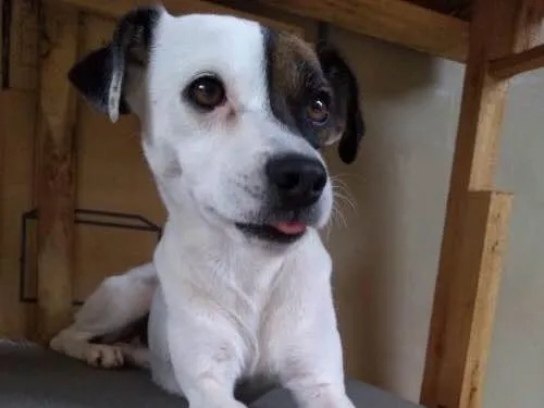 Cachorro ra a Vira lata idade 2 a 6 meses nome Milk