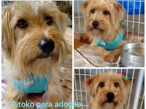 Cachorro raça Srd idade 2 anos nome Pitokinho