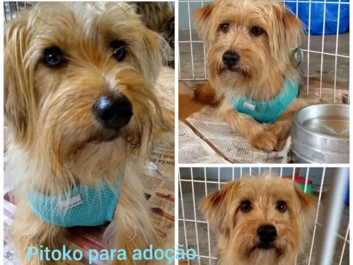 Cachorro ra a Srd idade 2 anos nome Pitokinho