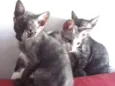 Quatro filhotes