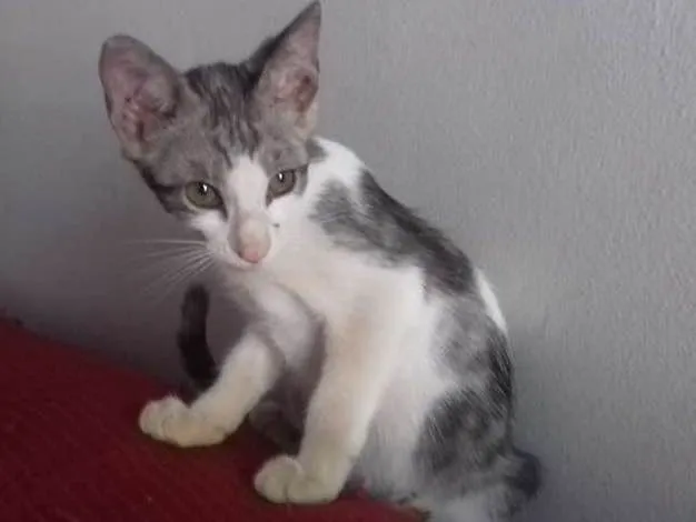 Gato ra a sem raça definida  idade 2 a 6 meses nome Quatro filhotes