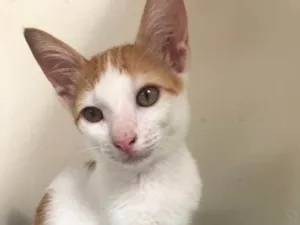 Gato raça SRD idade 2 a 6 meses nome Sem Nome 