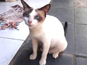 Gato raça SRD idade 1 ano nome Marie