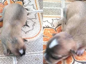Cachorro raça Vira- lata idade Abaixo de 2 meses nome Filhotes