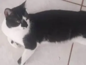 Gato raça SRD idade 1 ano nome bigode