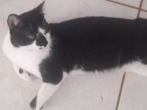 Gato ra a SRD idade 1 ano nome bigode