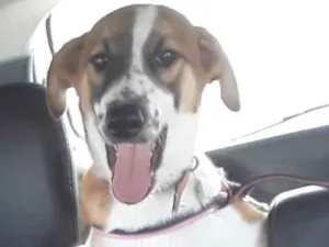 Cachorro raça Srd idade 2 a 6 meses nome Billy