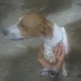 Juju