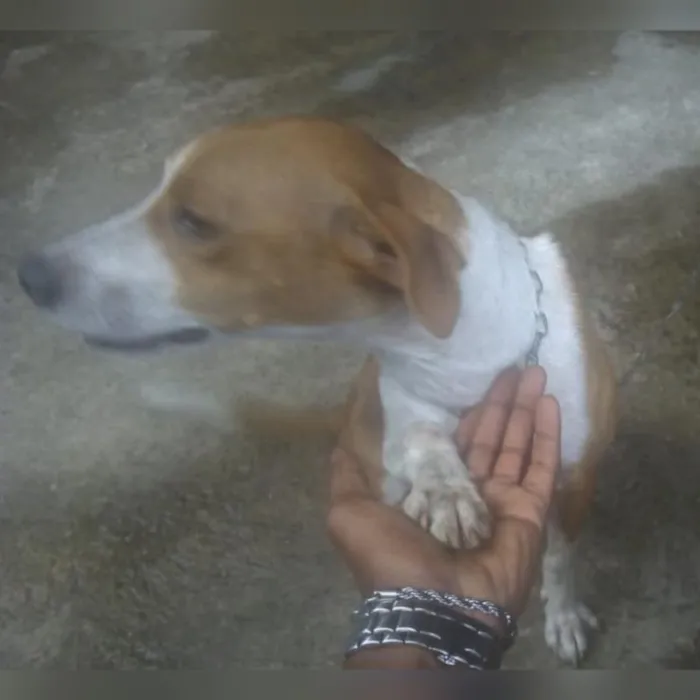 Cachorro raça vira lata idade 3 anos nome Juju