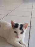 Pituxa