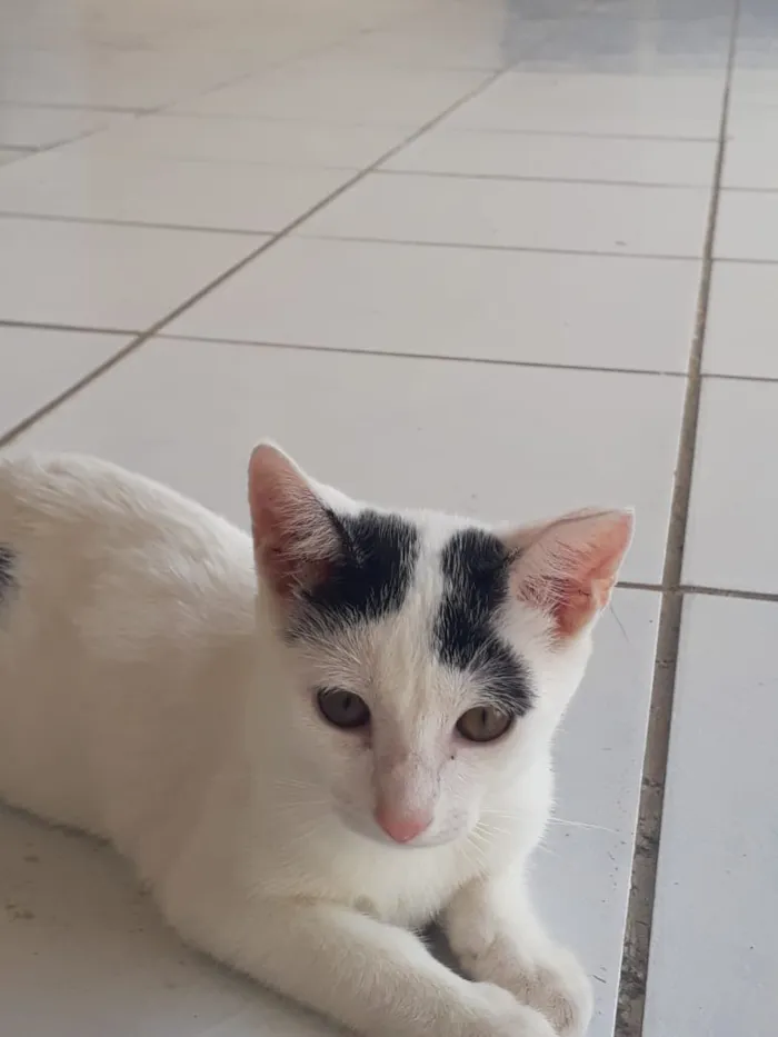 Gato ra a Srd idade 2 a 6 meses nome Pituxa
