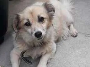 Cachorro raça SRD idade 4 anos nome Sem nome