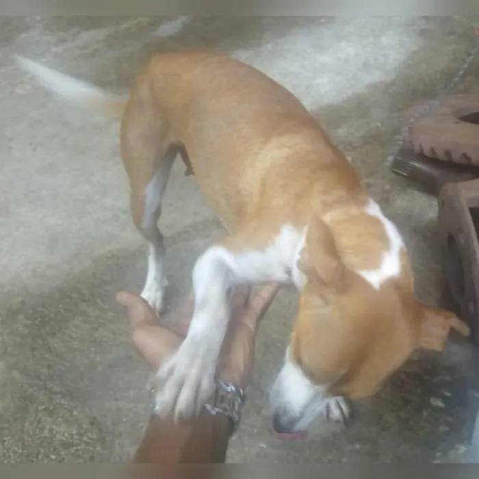 Cachorro raça vira lata idade 3 anos nome Juju