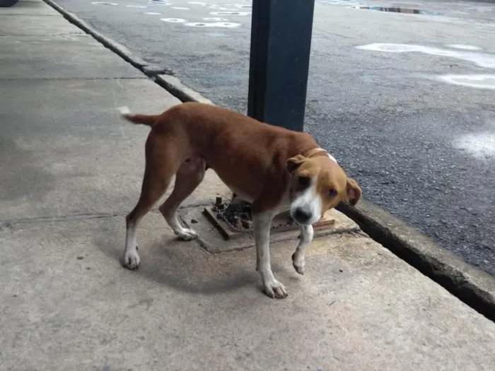 Cachorro raça vira lata idade 3 anos nome Juju