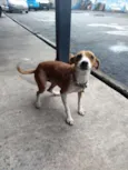 Juju